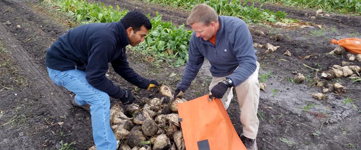 Two men sorting sugar beets into a sampe bag